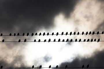 Image showing Birds on a wire  