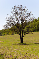 Image showing tree in the field  