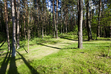 Image showing trees in spring  