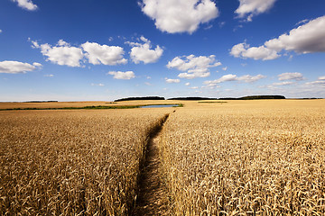 Image showing rye field ,  yellowed