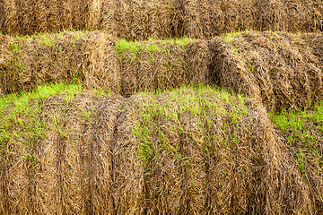 Image showing wheat germ ,  harvest