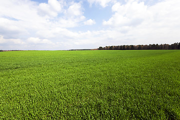 Image showing immature cereals , field