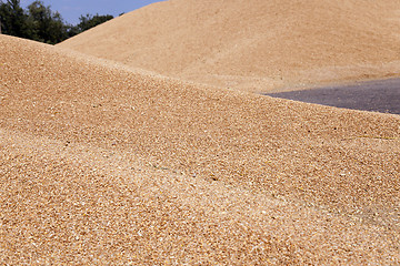 Image showing wheat crop  . summer