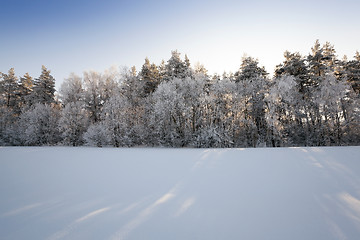 Image showing trees in winter  