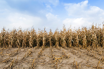 Image showing agricultural field with corn  