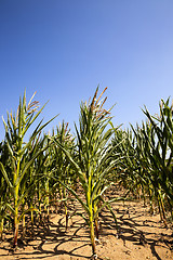 Image showing corn field. Summer  