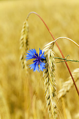 Image showing cornflowers on the field  