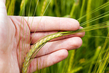 Image showing cereal field in spring  