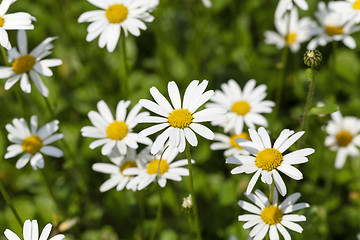 Image showing white daisy   flowers.