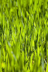 Image showing Wheat close up  