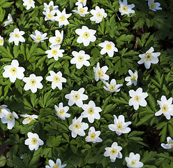 Image showing  early spring flowers 