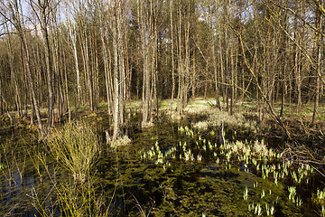 Image showing trees in spring  