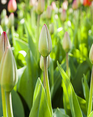 Image showing red tulips ,  spring