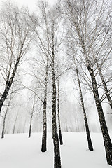 Image showing trees in winter  