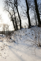 Image showing trees in winter 