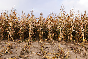 Image showing mature corn  . autumn