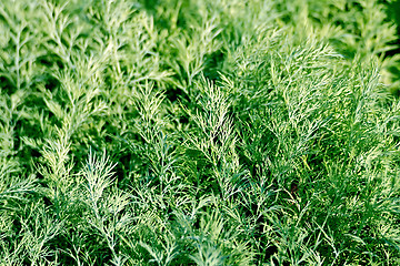 Image showing Dill green texture