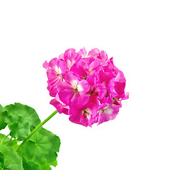 Image showing Geranium pink with leaves
