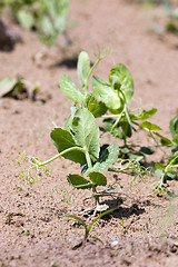 Image showing field with green peas  