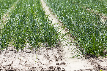 Image showing green onion. Spring 