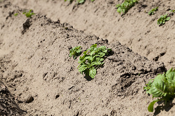 Image showing potato field. close-up  