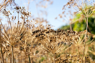 Image showing ripe dry dill  