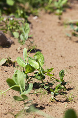 Image showing Pea sprout in the spring  