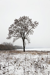 Image showing trees in winter 