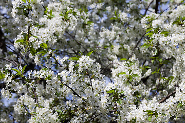 Image showing cherry blossoms , spring