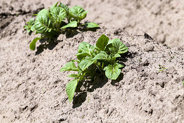 Image showing Agriculture. Green potatoes 