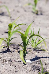 Image showing Field with corn  