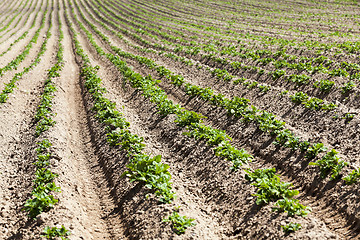 Image showing potato field. close-up  