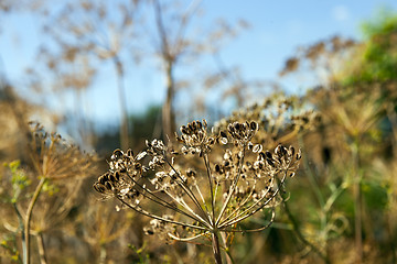 Image showing ripe dry dill  