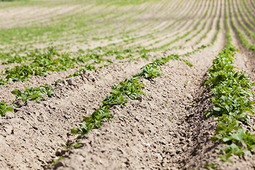 Image showing potato field. close-up  