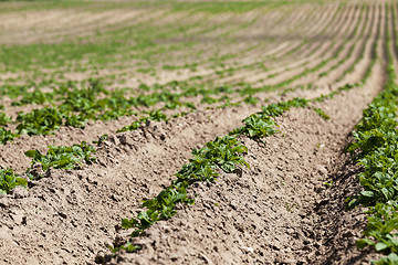 Image showing Field with potato  