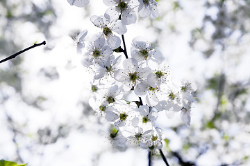 Image showing cherry blossoms , spring