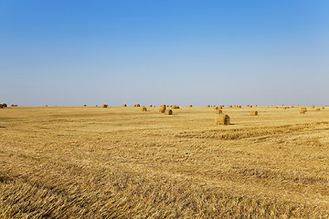 Image showing   harvest of cereals