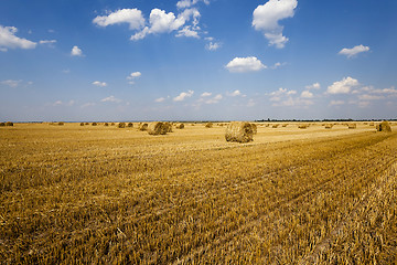 Image showing haystacks straw ,  summer