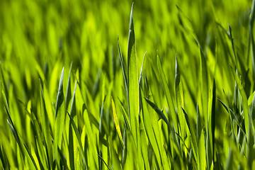 Image showing Wheat close up  