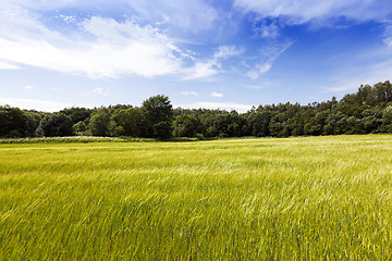 Image showing immature cereals , field