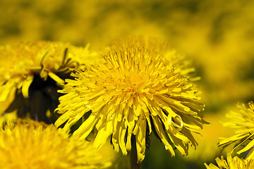 Image showing yellow dandelion , spring