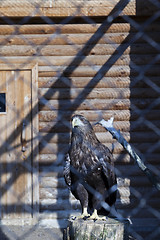 Image showing Eagle at the zoo  