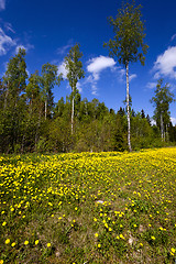 Image showing yellow dandelions ,  spring  
