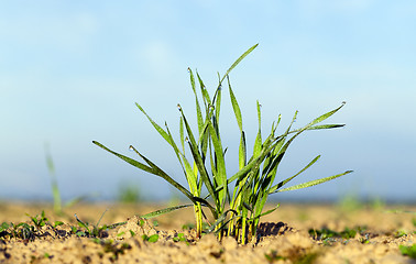 Image showing sprout green wheat 