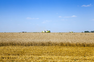 Image showing mature cereals,  harvest  