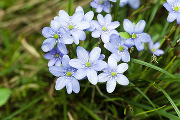 Image showing blue spring flowers  