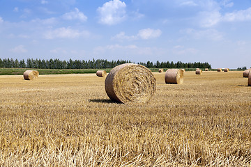 Image showing harvesting cereals. bales  