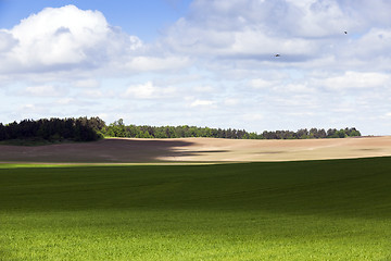 Image showing cultivation of cereals. Spring 