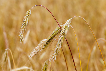 Image showing mature cereal ,  close-up  