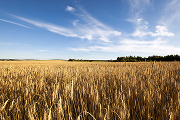 Image showing  ripe yellow cereals